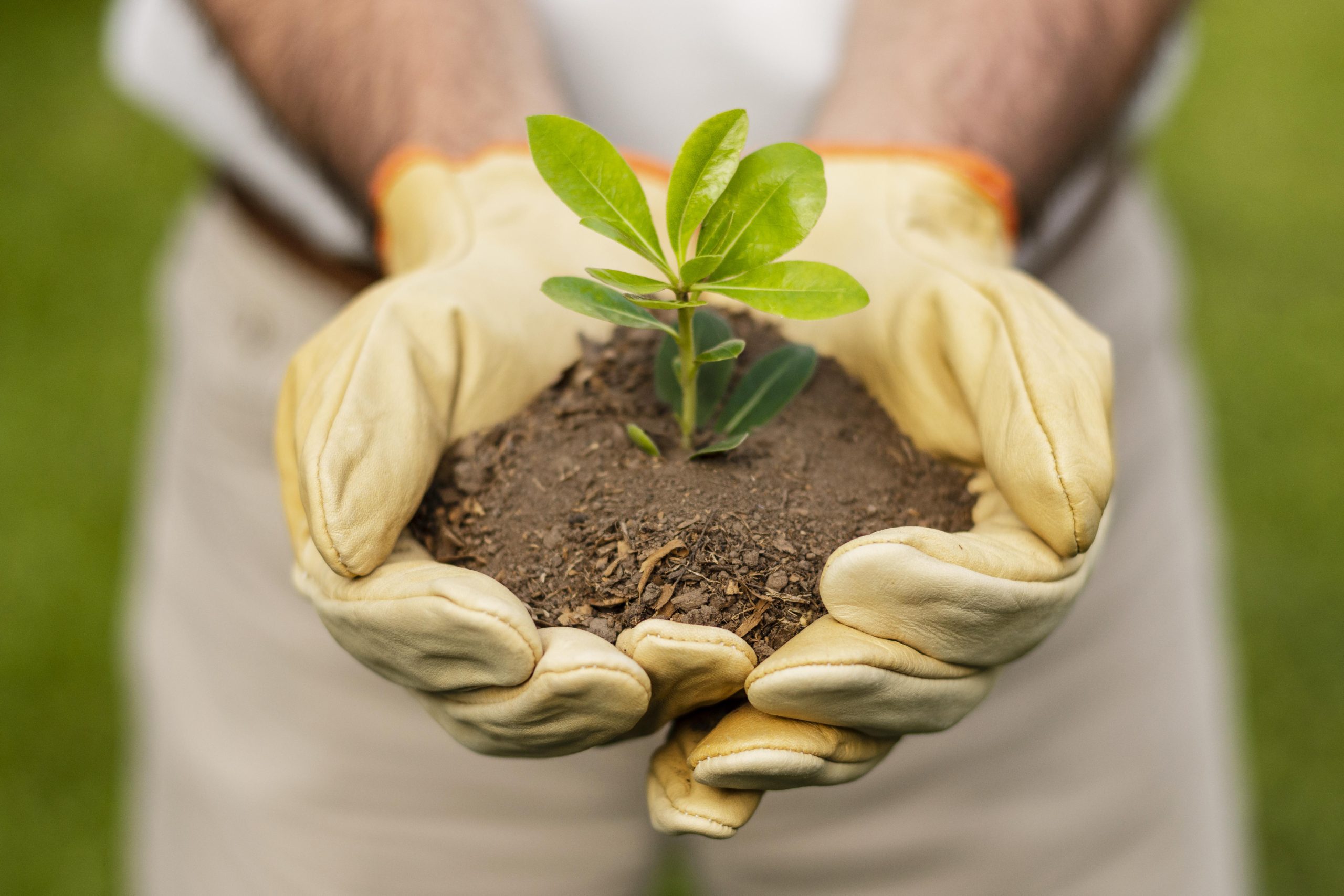 Plantes_close-up-soil-sprout