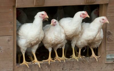 #Influenza aviaire