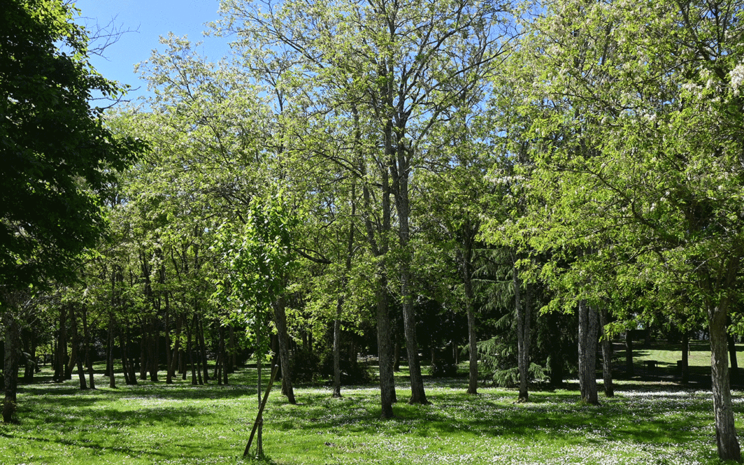 #Sécurisation du bois de Bayler