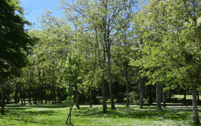 #Sécurisation du bois de Bayler