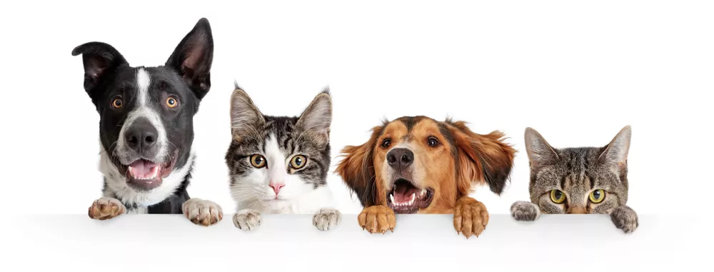 #Infos pour nos amis à 4 pattes